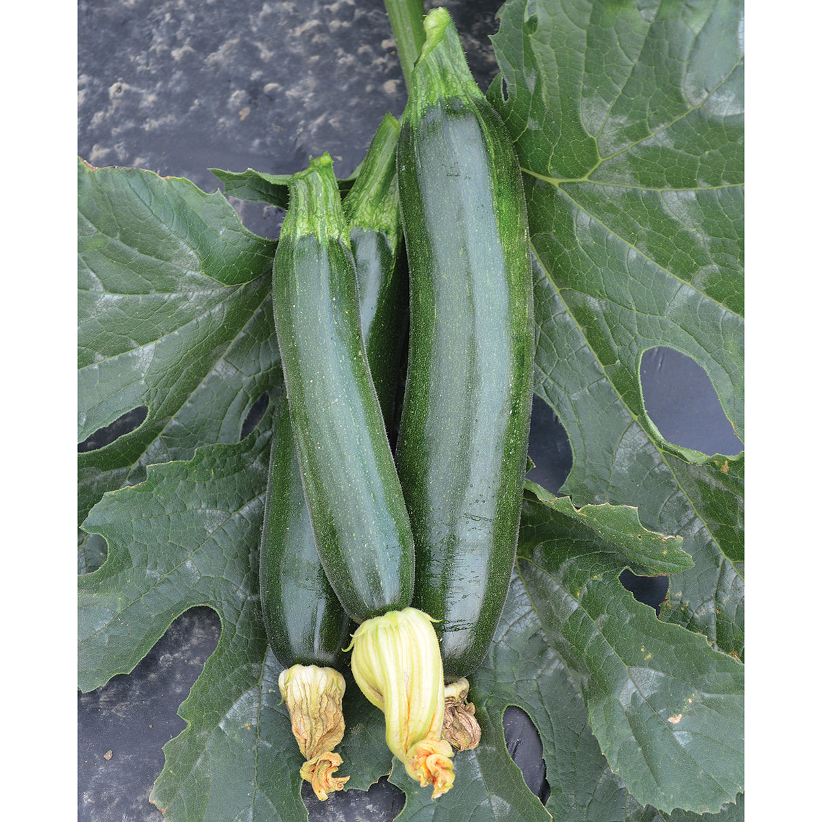 Fascienne F1 Hybrid Green Zucchini Summer Squash