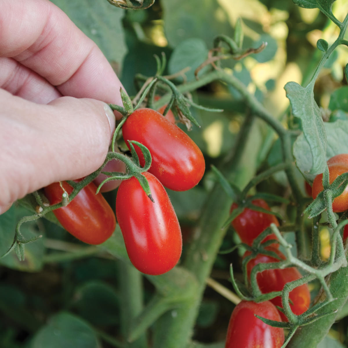 Red Grape F1 Hybrid Indeterminate Grape Shape Tomato