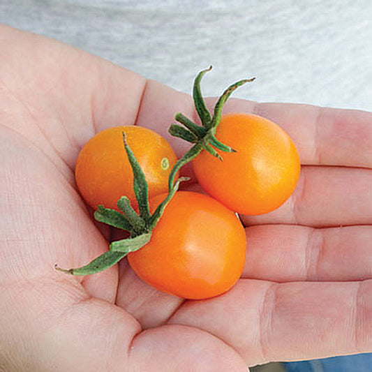 Amarillo F1 Hybrid Indeterminate Cherry Tomato