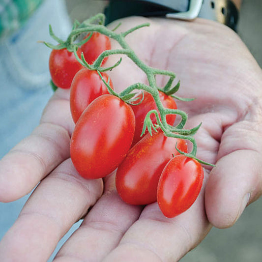 Dolce Vita F1 Hybrid Indeterminate Cherry Tomato