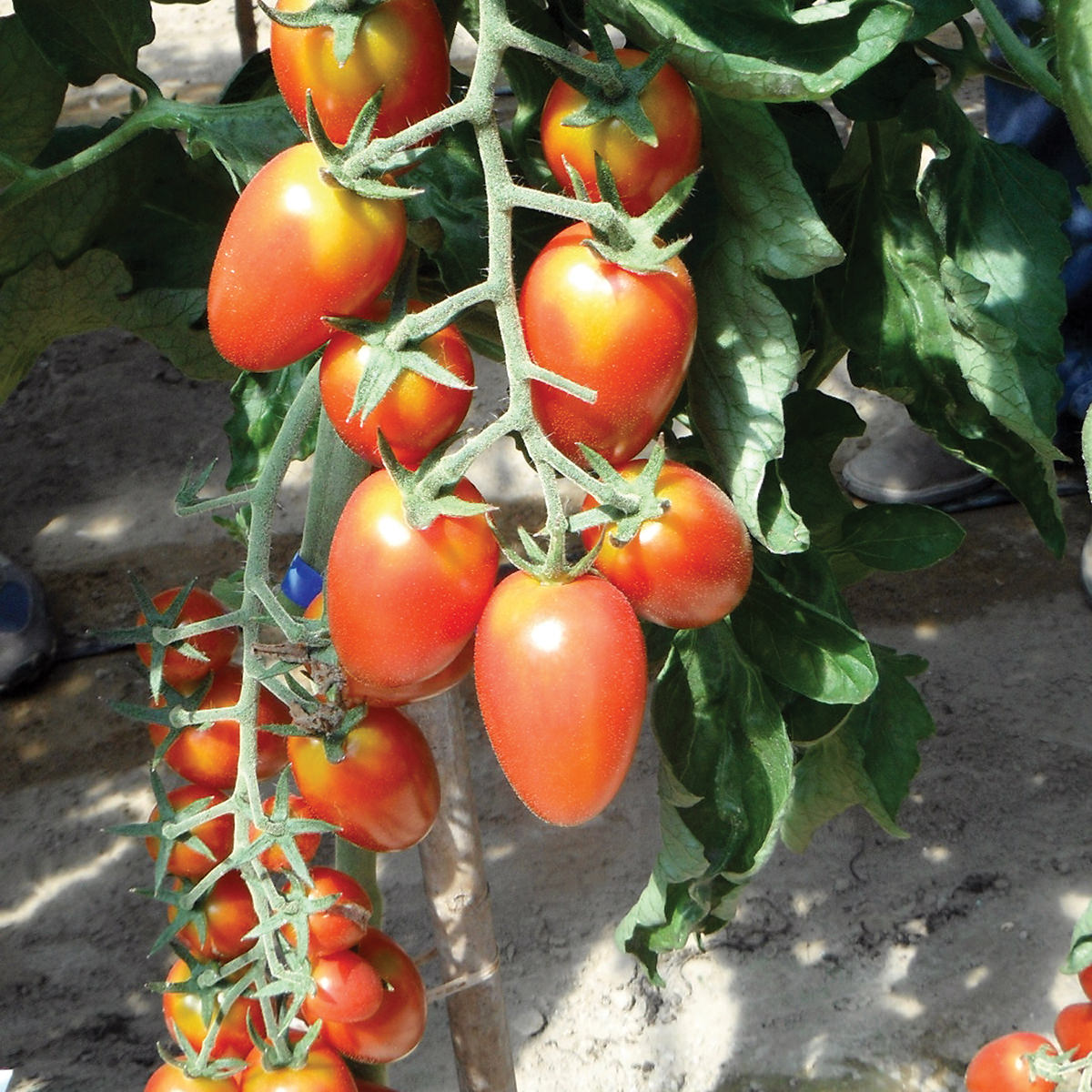 Red Scorpion F1 Hybrid Indeterminate Cherry Tomato