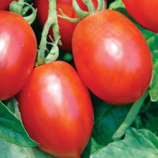 Mochomo F1 Hybrid Indeterminate Roma/Saladette Tomato
