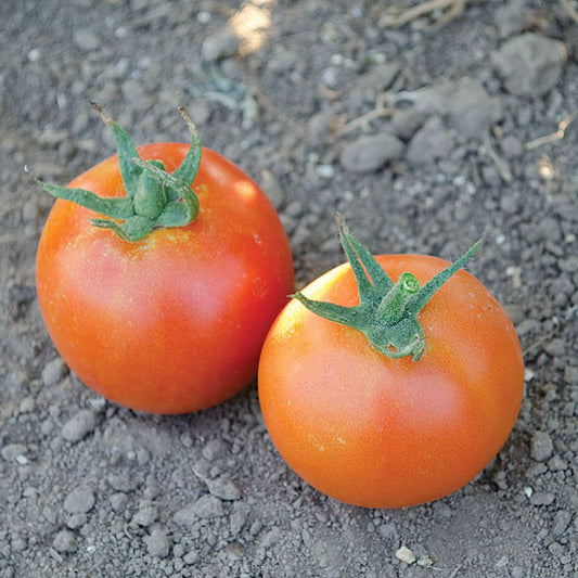 Pamella F1 Hybrid Indeterminate Round Tomato
