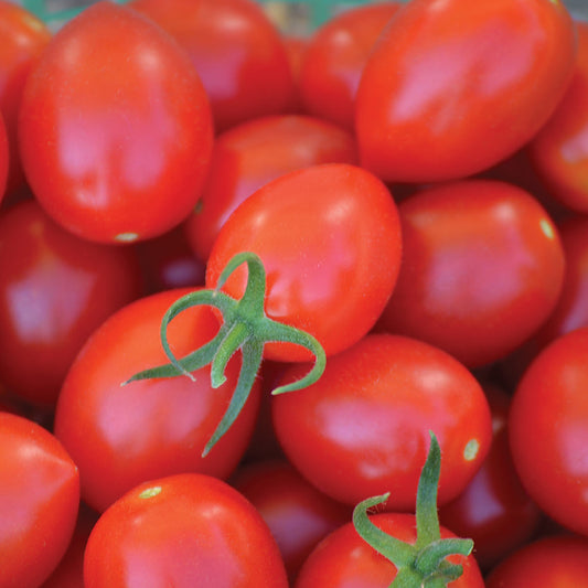 Uva Roja F1 Hybrid Indeterminate Grape Shape Tomato