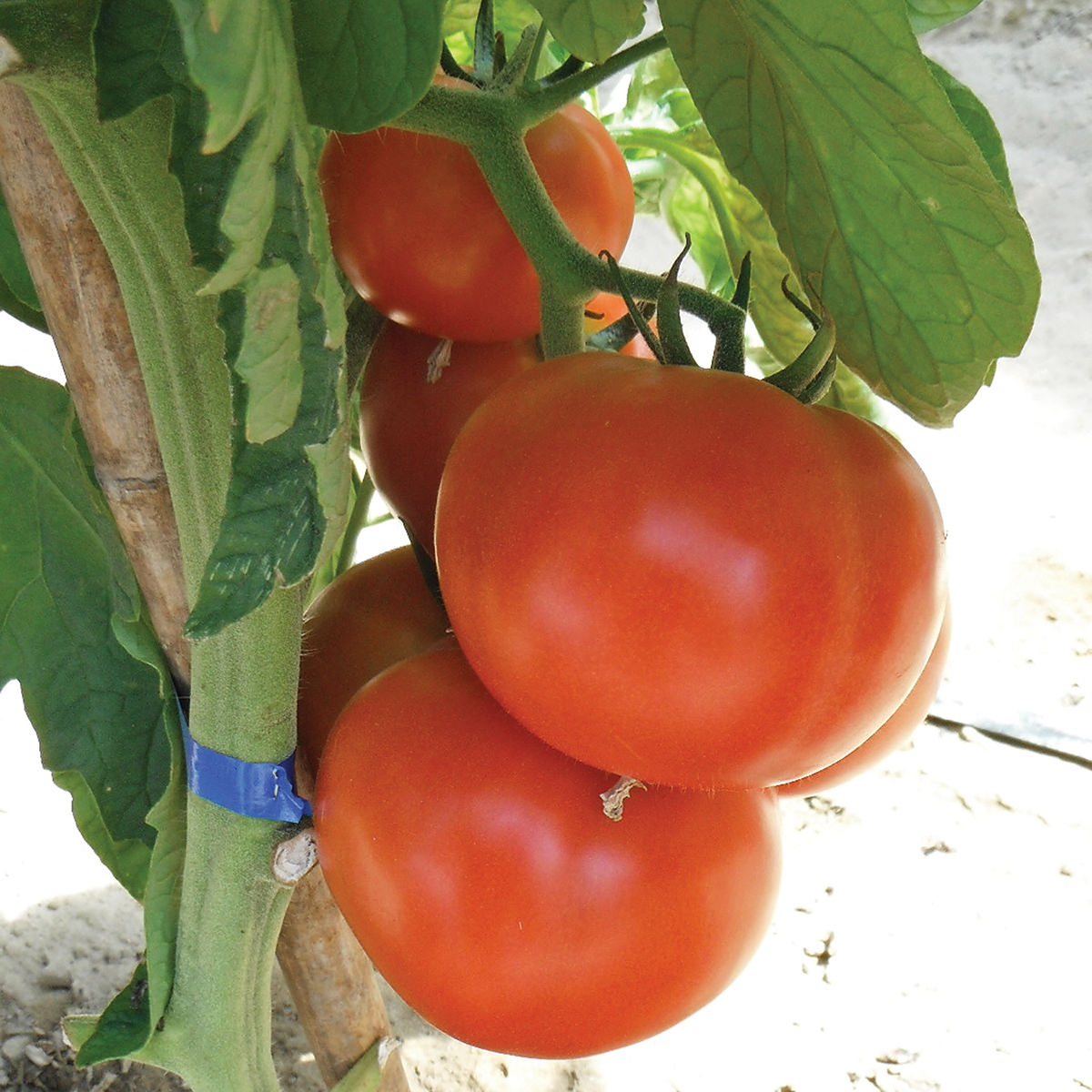 Red Planet F1 Hybrid Indeterminate Round Tomato