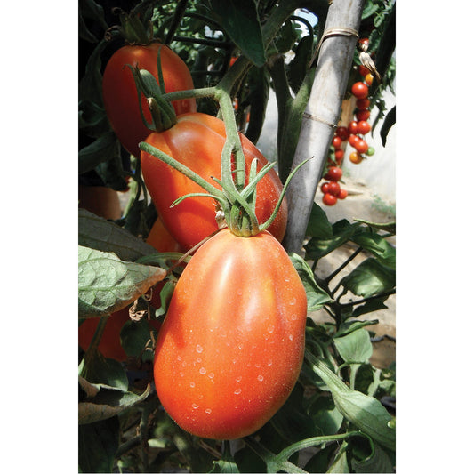 Red Anjou F1 Hybrid Indeterminate Pear Tomato