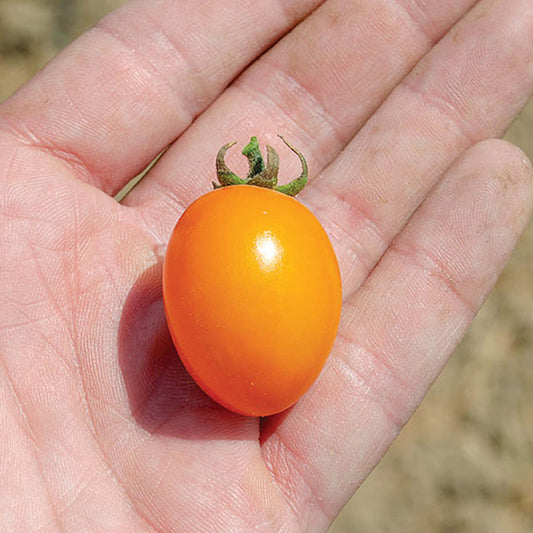 Uva Orange F1 Hybrid Indeterminate Grape Shape Tomato