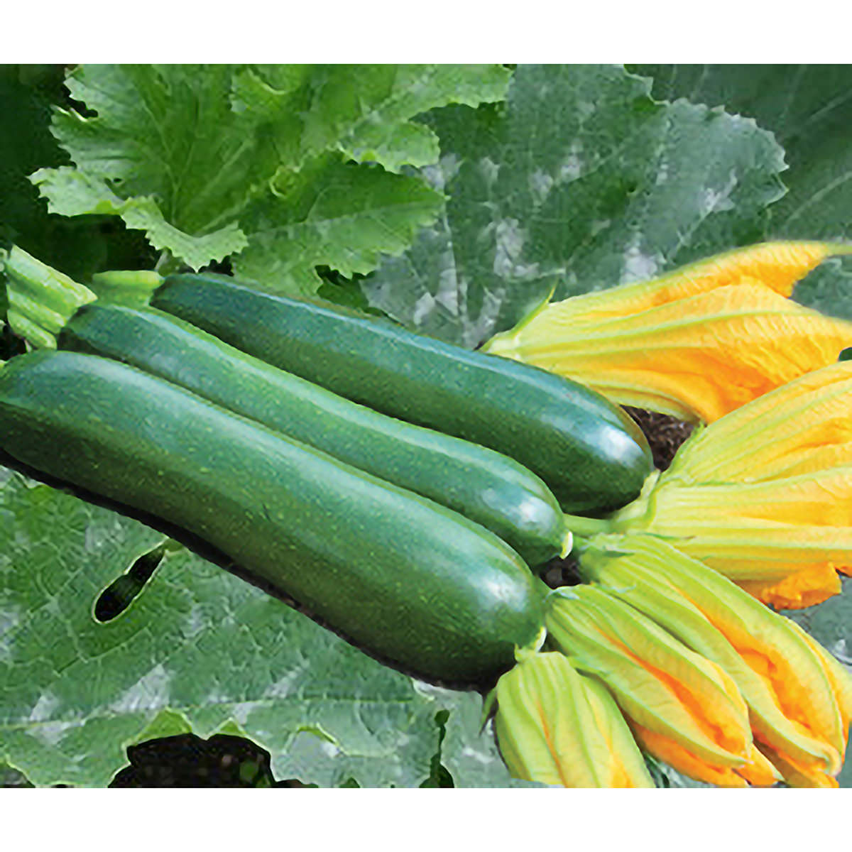 King Zuk F1 Hybrid Green Zucchini Summer Squash