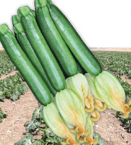 King Zuk F1 Hybrid Green Zucchini Summer Squash