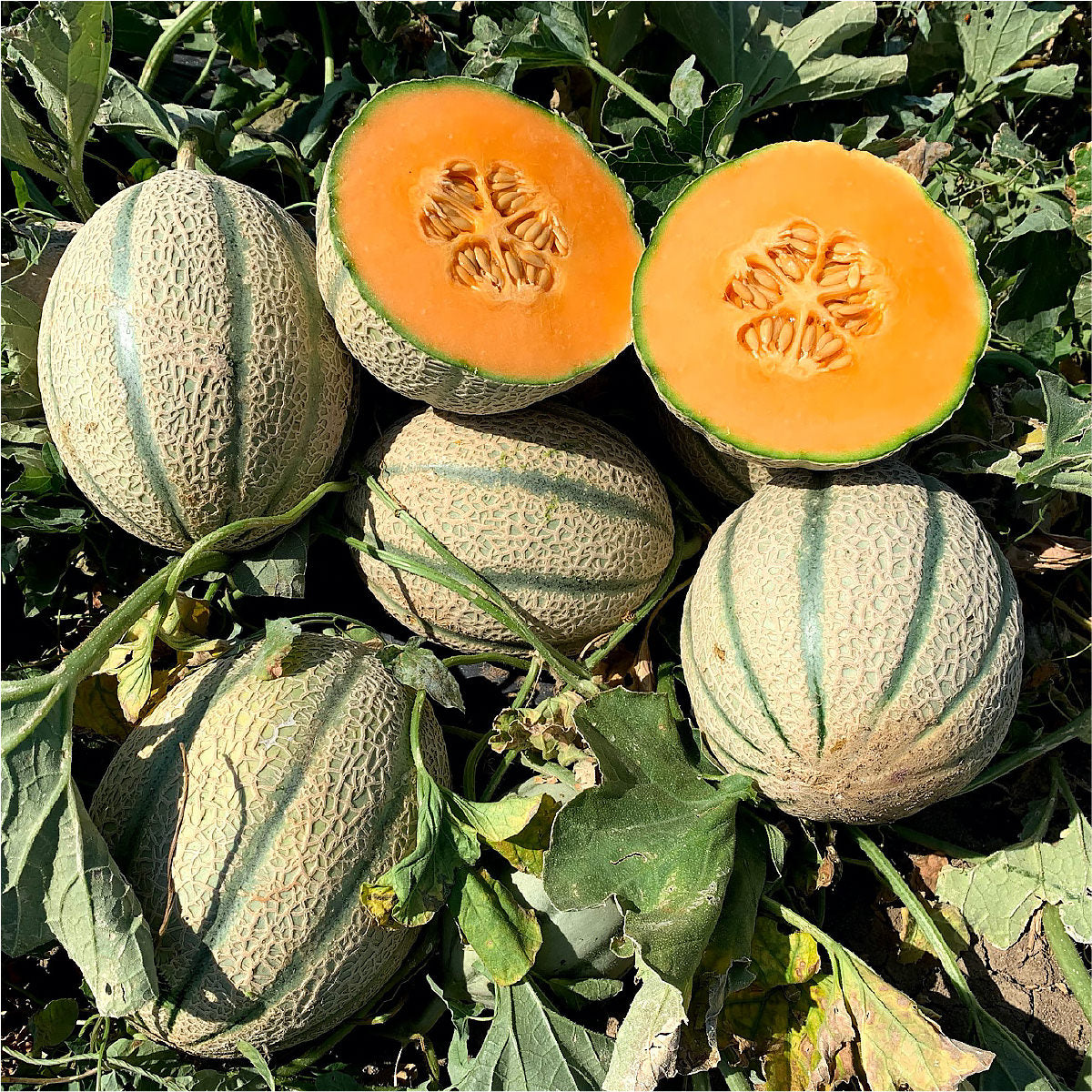 Vida Improved F1 Hybrid Long Shelf Life Cantaloupe Type Melon