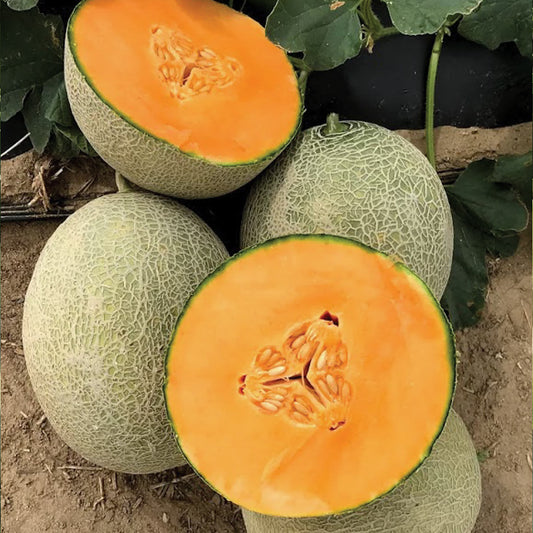 Amber Gold F1 Hybrid Long Shelf Life Cantaloupe Type Melon