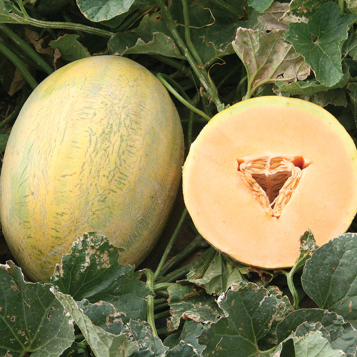 Fortune F1 Hybrid Hami Mixed Melon