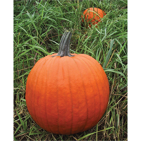 Howden Pumpkin (OP)