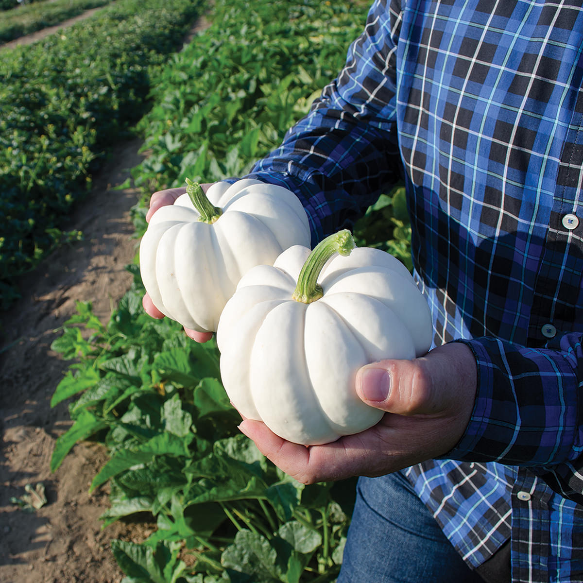 Casperita F1 Hybrid Mini Pumpkin