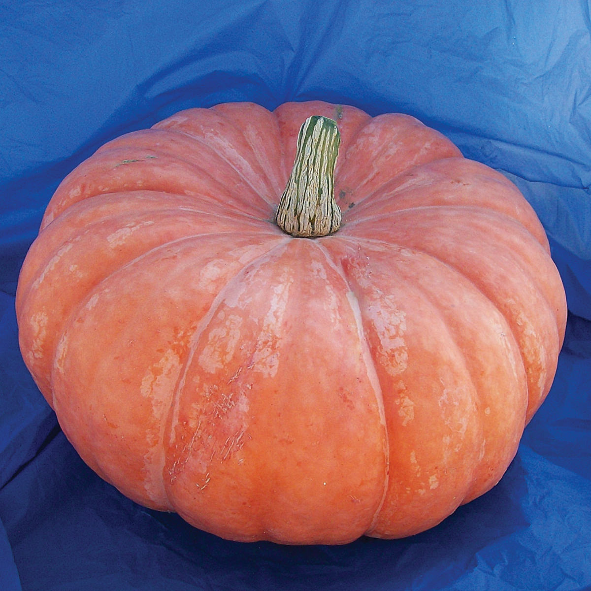 Shadow Moon F1 Hybrid Pumpkin