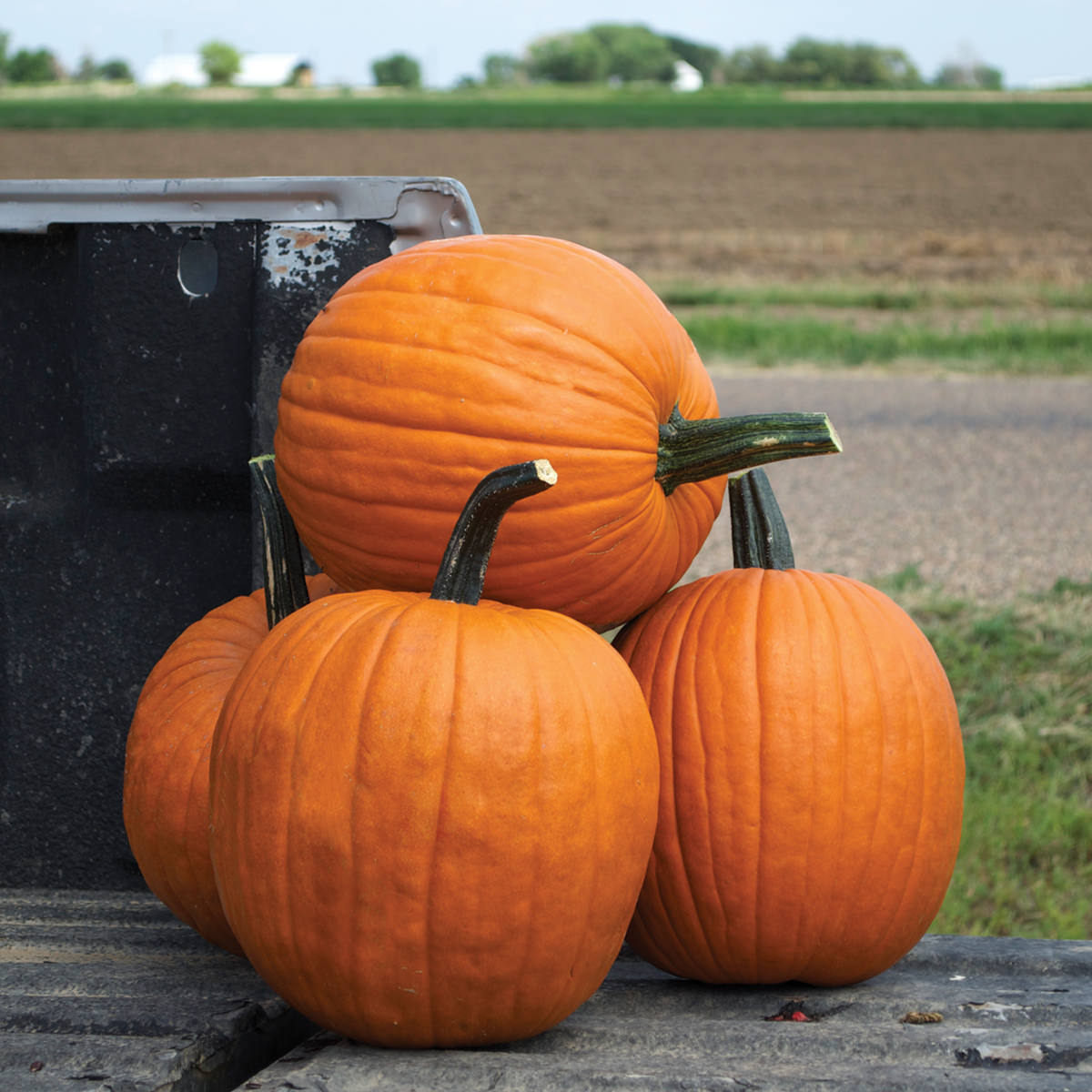 Scream II F1 Hybrid Pumpkin