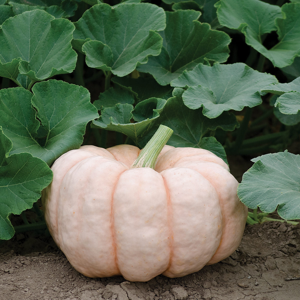 Porcelain Doll F1 Hybrid Pink Pumpkin