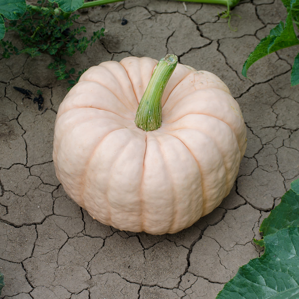 Porcelain Doll F1 Hybrid Pink Pumpkin