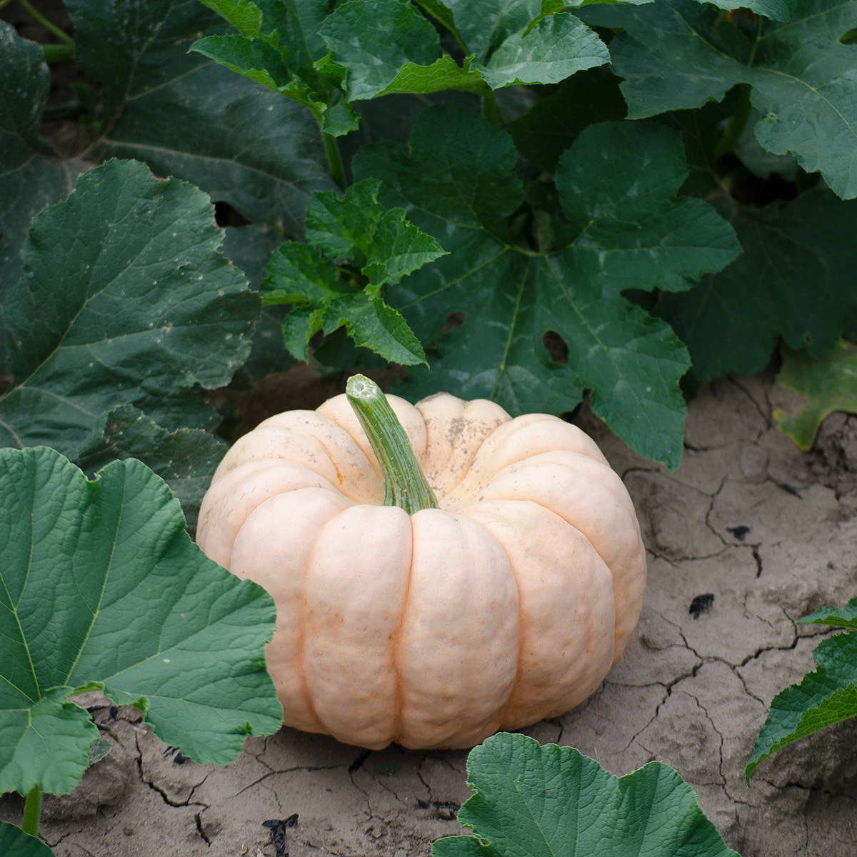 Porcelain Doll F1 Hybrid Pink Pumpkin