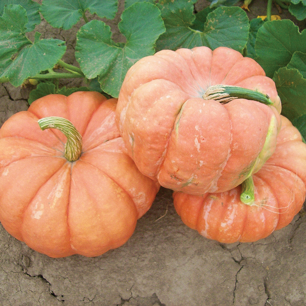 Indian Doll F1 Hybrid Pumpkin