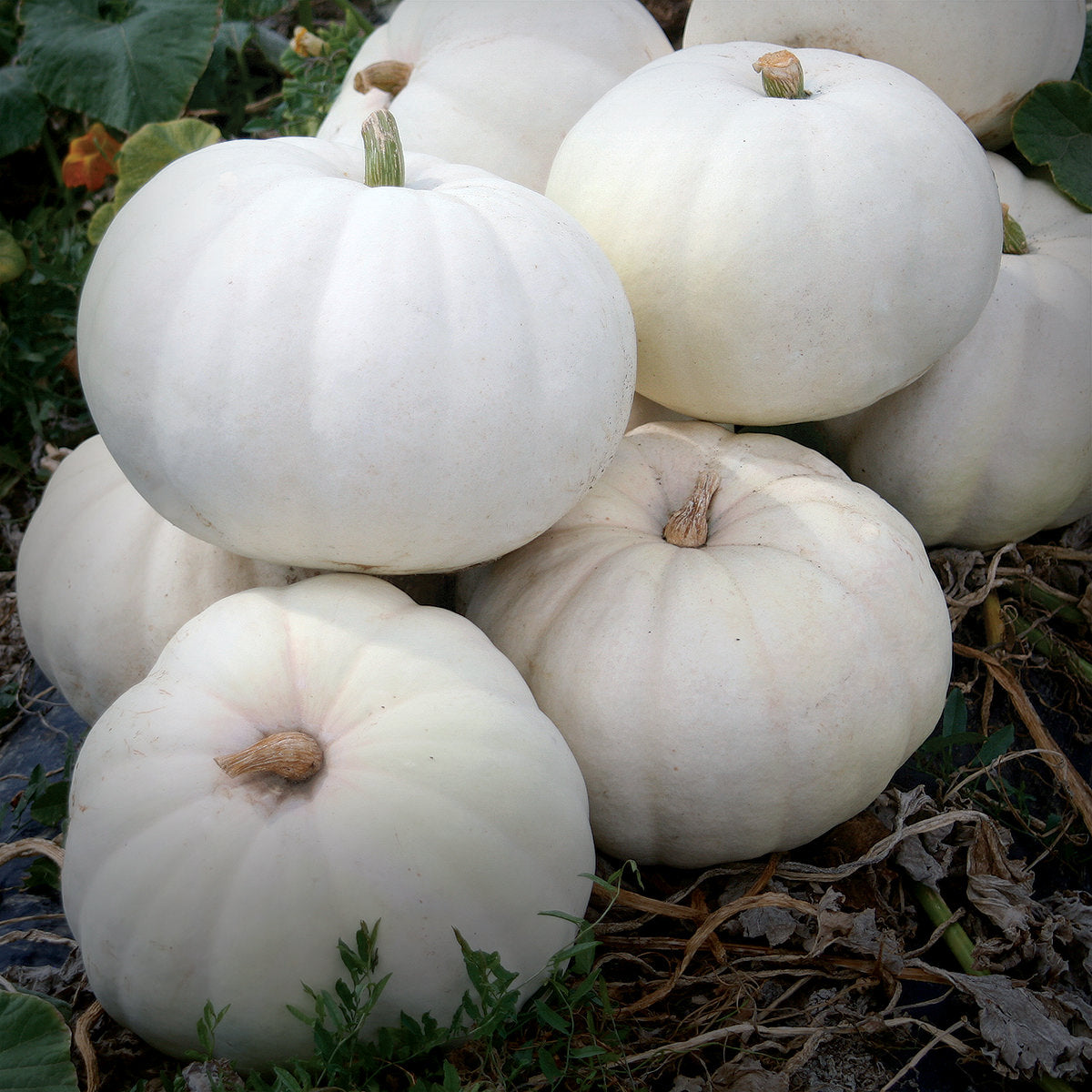 Stella Luna F1 Hybrid Pumpkin