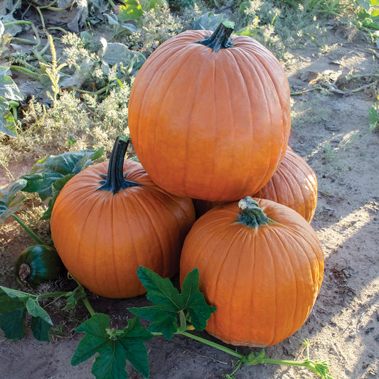 Zombie F1 Hybrid Pumpkin