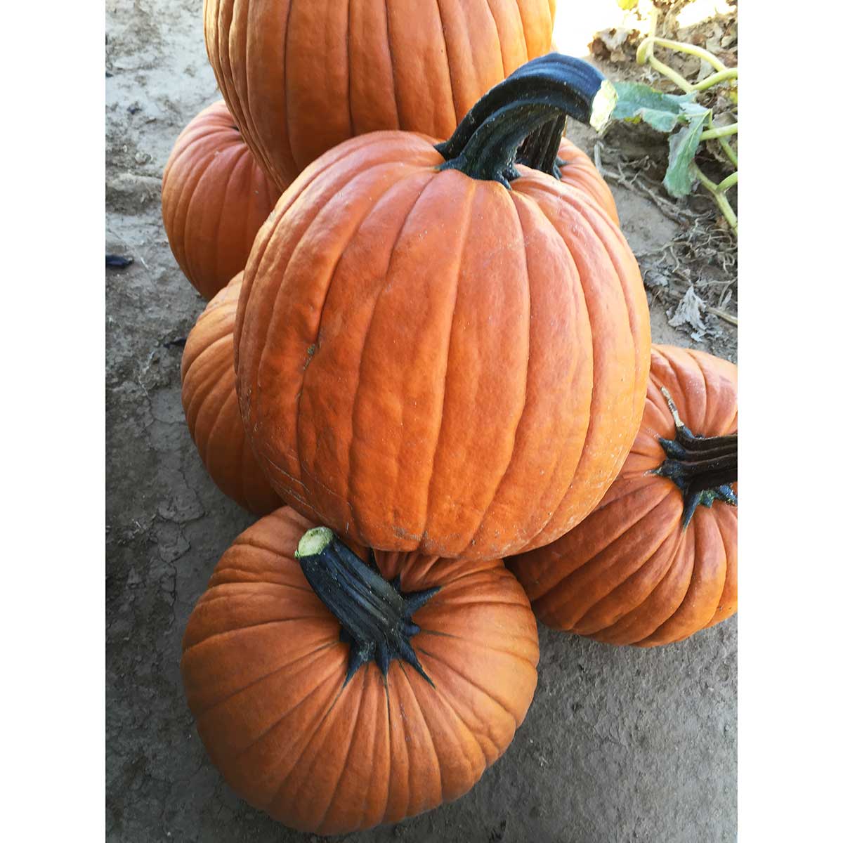 Salem F1 Hybrid Pumpkin