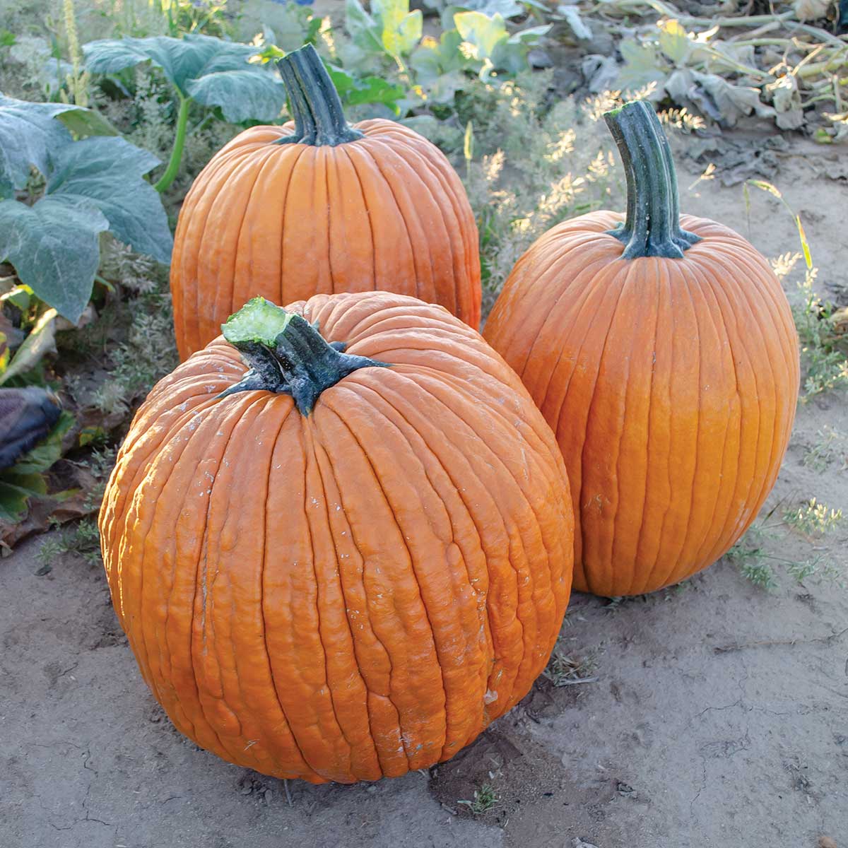 Salem F1 Hybrid Pumpkin