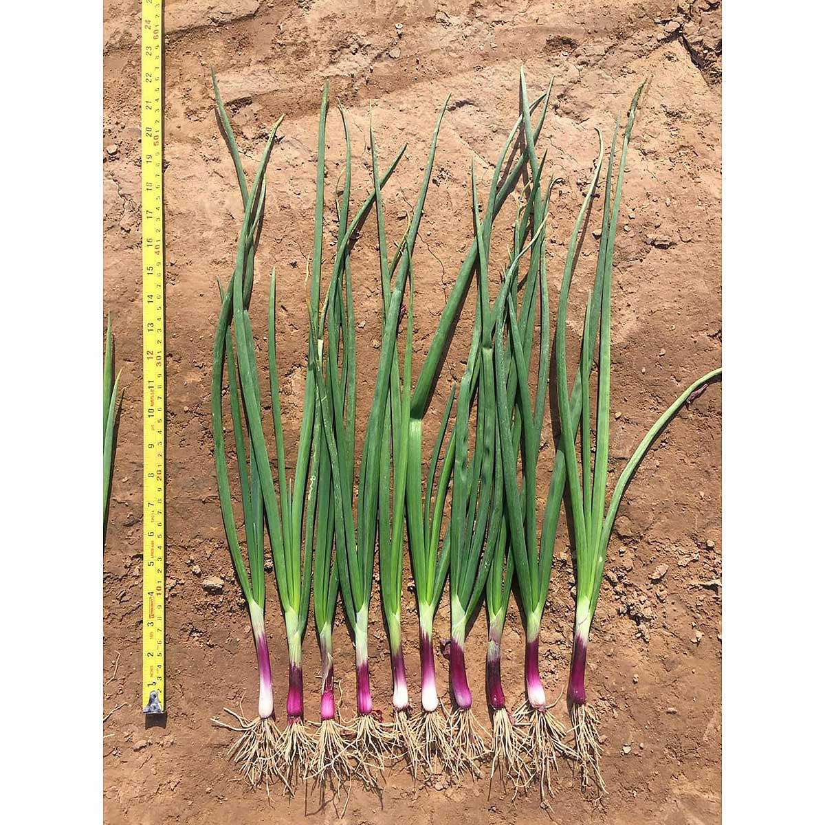 Red Eye F1 Hybrid Long Day Bunching Onion