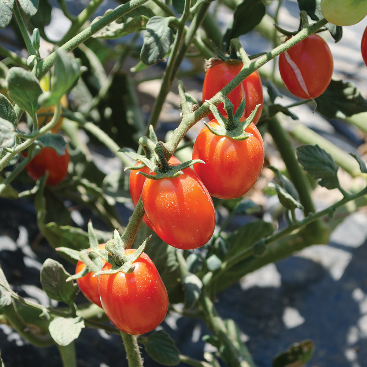 Candy Bell F1 Hybrid Determinate Grape Shape Tomato
