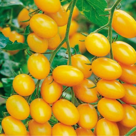 Sweet Lemon Bell F1 Hybrid Semi-Determinate Tomato