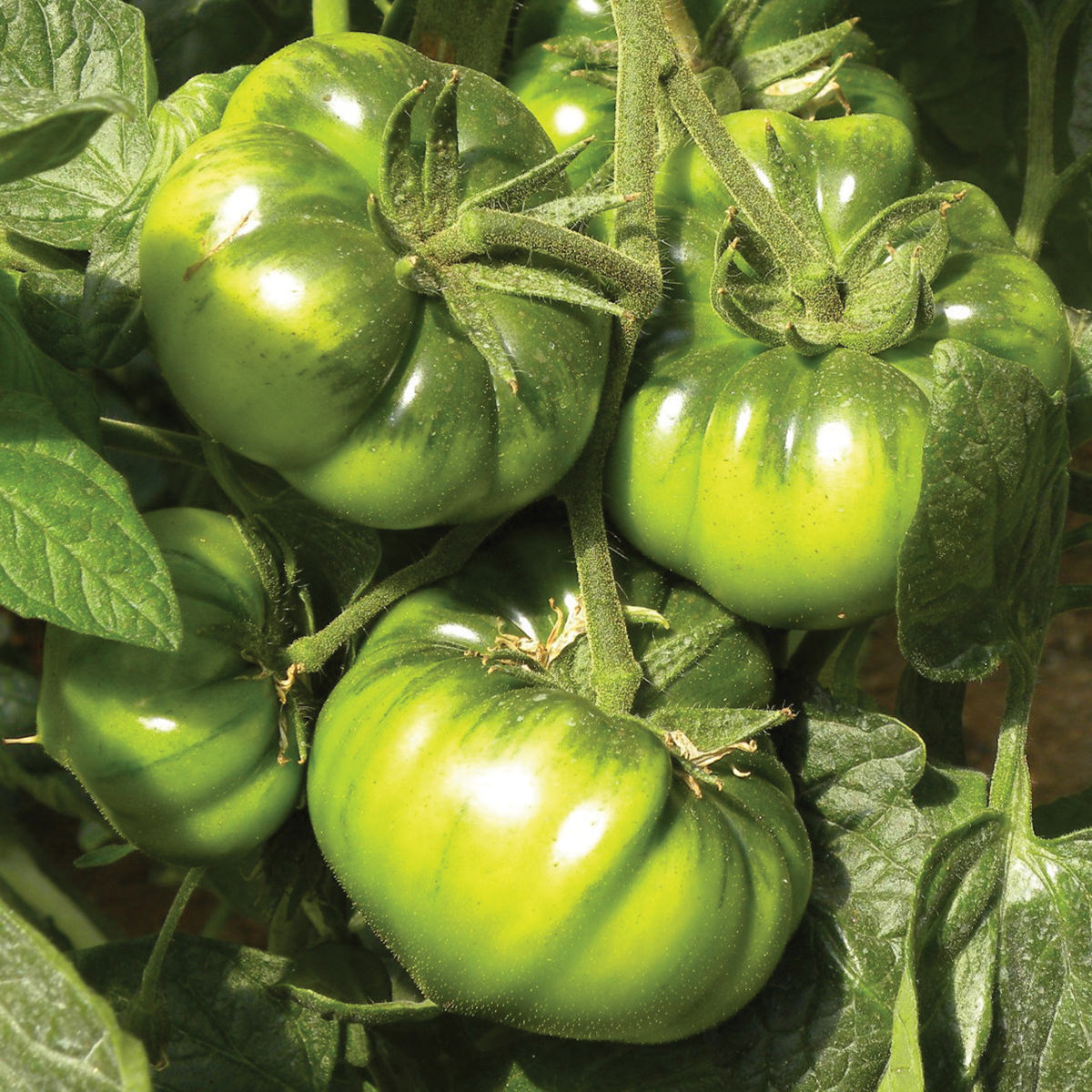 Marmont F1 Hybrid Indeterminate Heritage Tomato