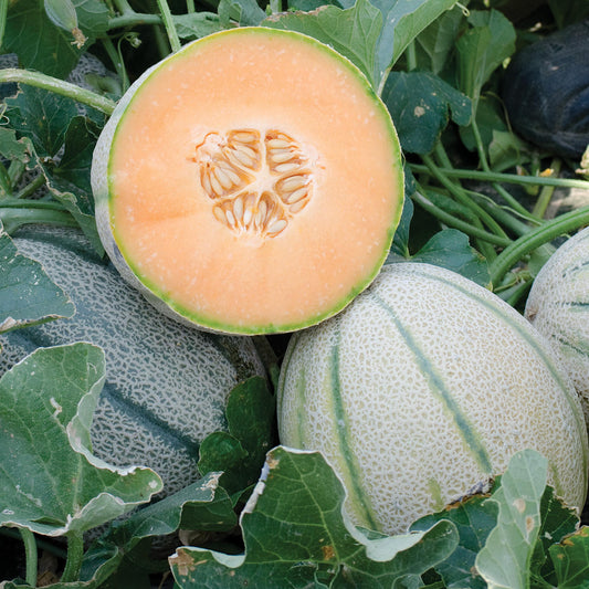 Napoli F1 Hybrid Tuscan Cantaloupe Type Melon
