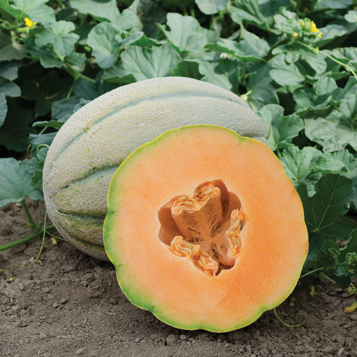 El Gordo F1 Hybrid Tuscan Cantaloupe Type Melon – DPSEEDS