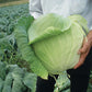 Harvest Mist F1 Hybrid White Cabbage