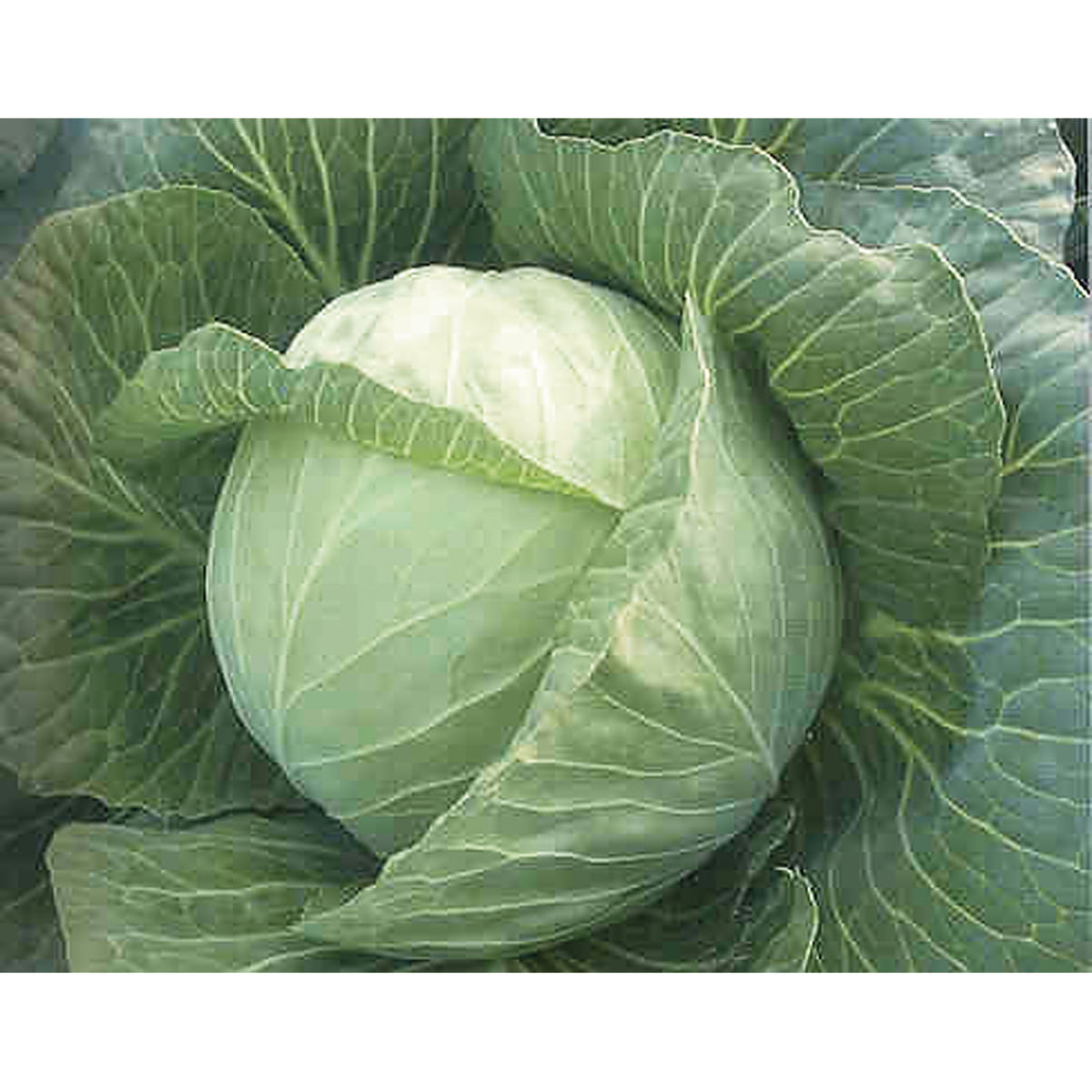 White Mist F1 Hybrid White Cabbage