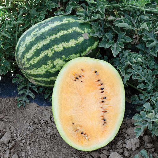 Orange Krush F1 Hybrid Diploid Non-Traditional Flesh Watermelon