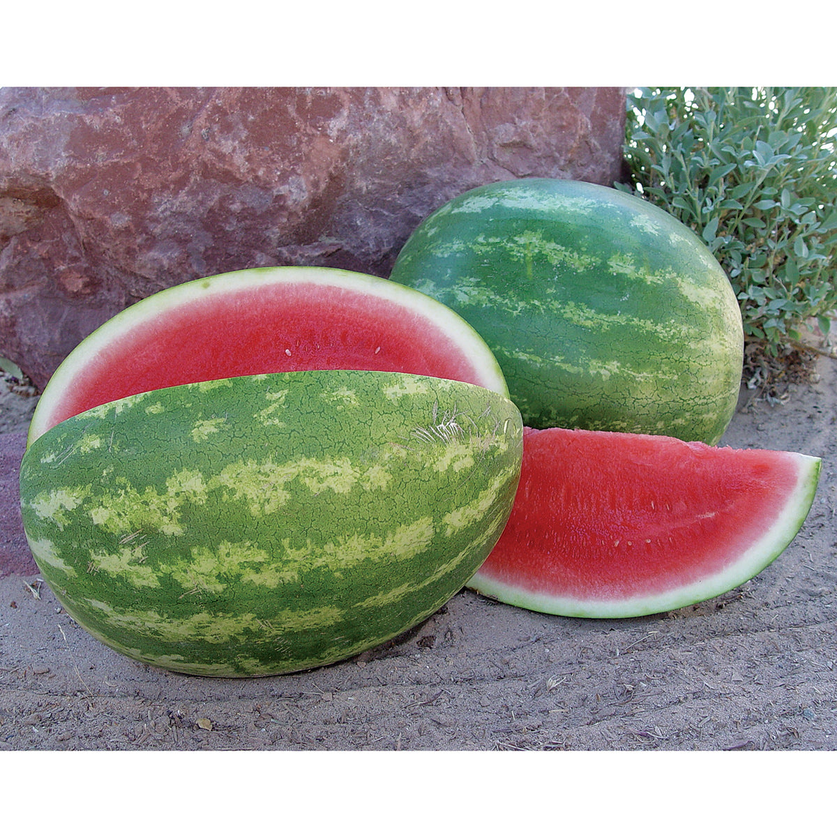 Sweet Eat'n F1 Hybrid Triploid Red Flesh Watermelon