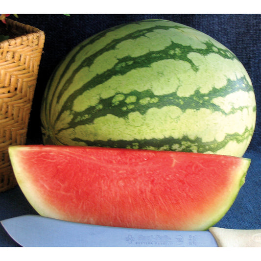 Pee Dee Sweet F1 Hybrid Triploid Red Flesh Watermelon