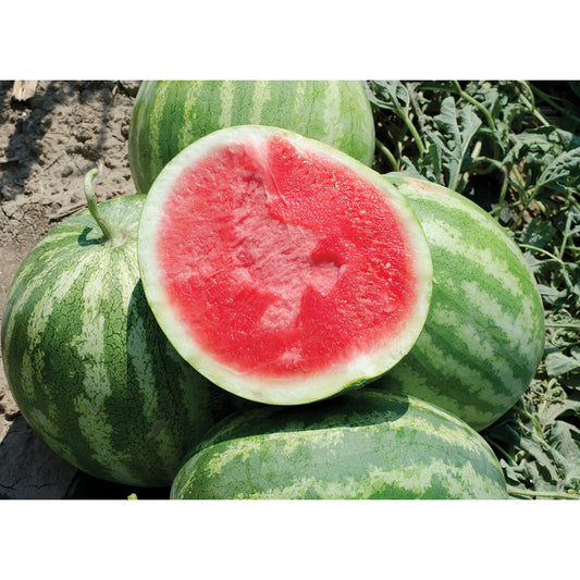 Red Rock F1 Hybrid Triploid Red Flesh Watermelon