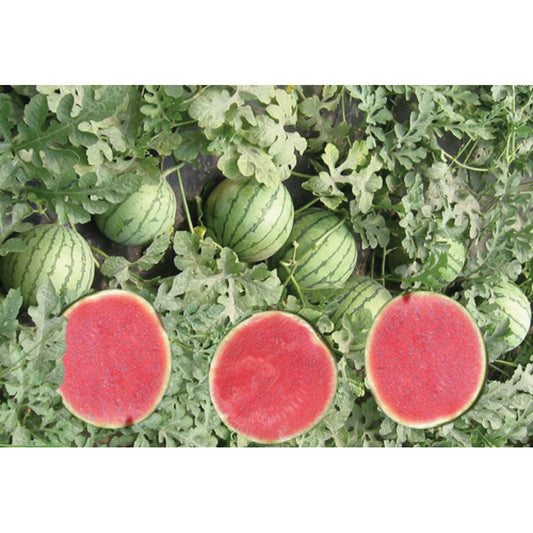 Poquito F1 Hybrid Triploid Red Flesh Watermelon