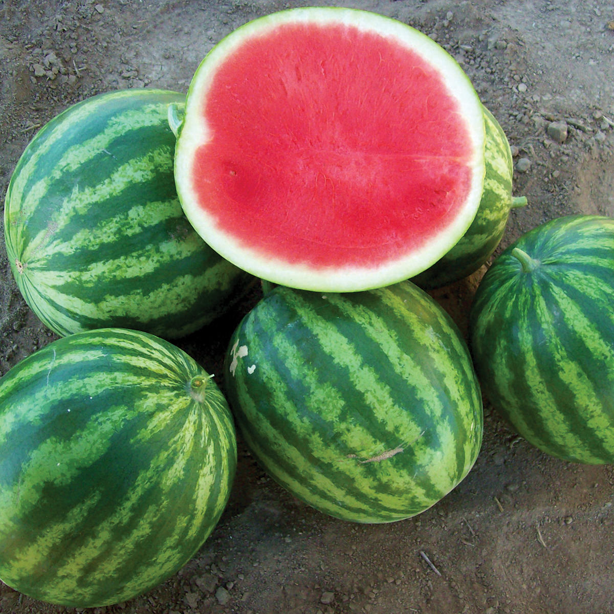 Li'l Red Rock Improved F1 Hybrid Triploid Red Flesh Watermelon